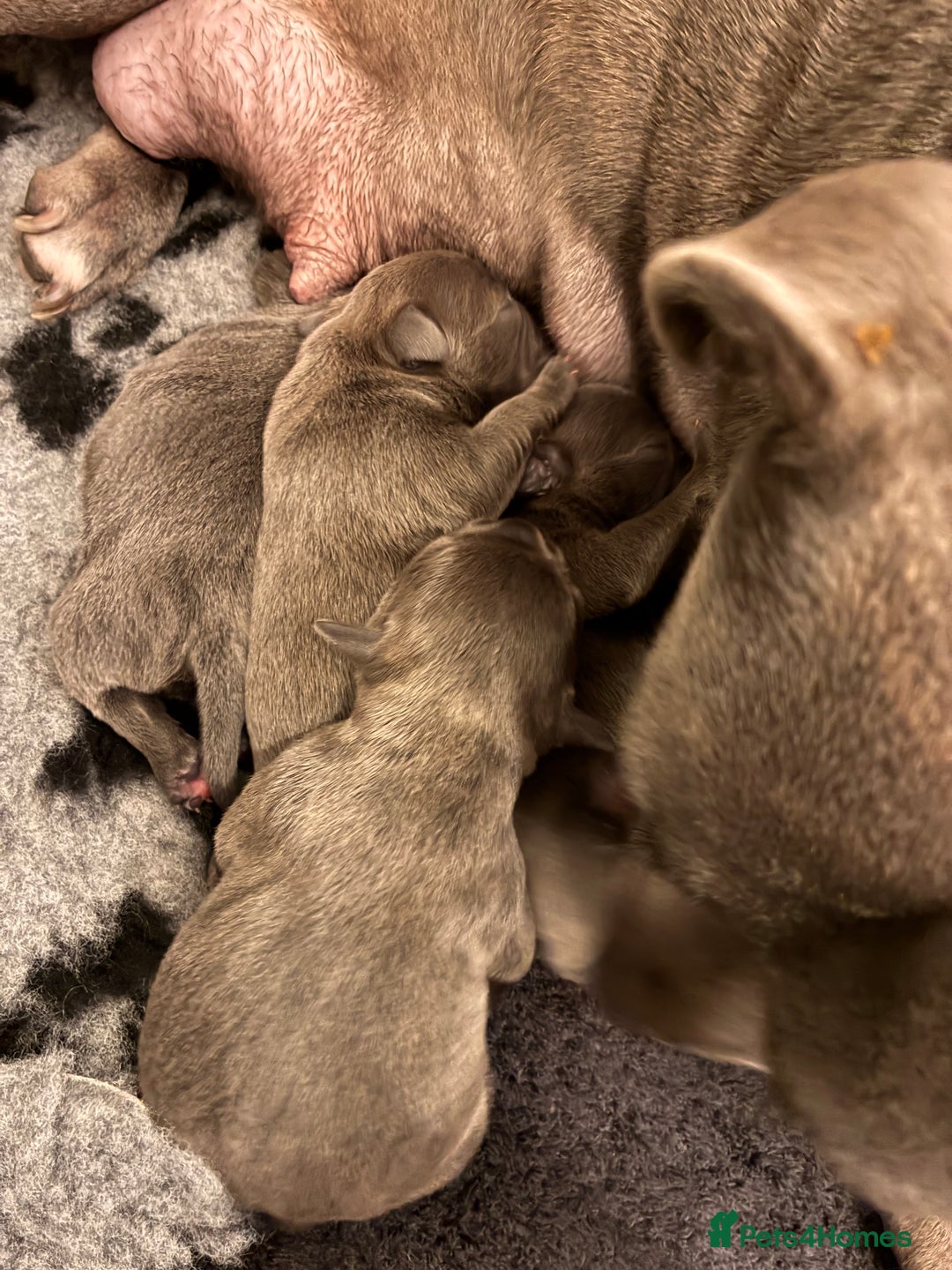 Staffordshire Bull Terrier dogs for sale: Pedigree Blue Staffordshire pups - Advert 4