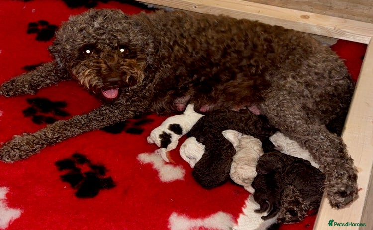Lagotto Romagnolo dogs - Advert 1