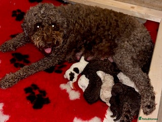 Lagotto Romagnolo dogs - Advert 4