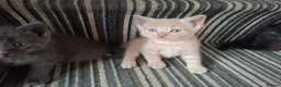 Mixed Breed cats for sale: FLUFFY MAINE COON CROSS KITTENS - Advert 8