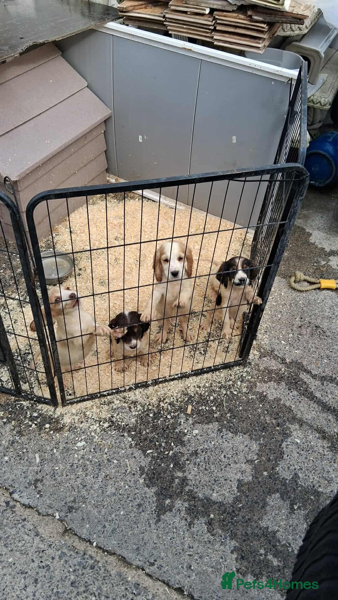 Cocker Spaniel dogs for sale: Cocker spaniel Boys - Image 16