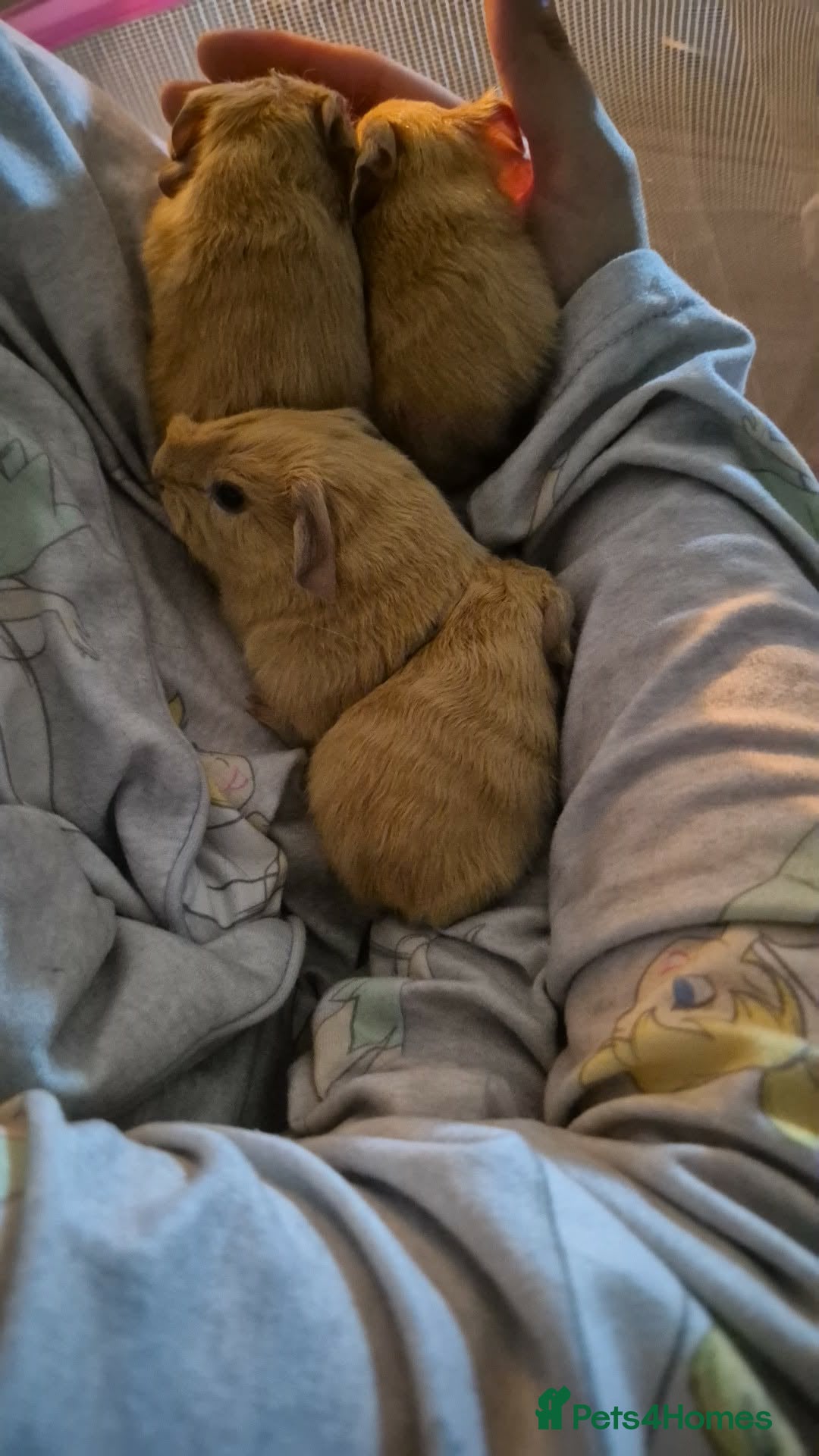 Guinea Pig rodents Baby guineas ready from 21/7/2026 - Advert 1