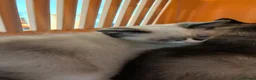 Ragamese cats for sale: Jazmine - Advert 2