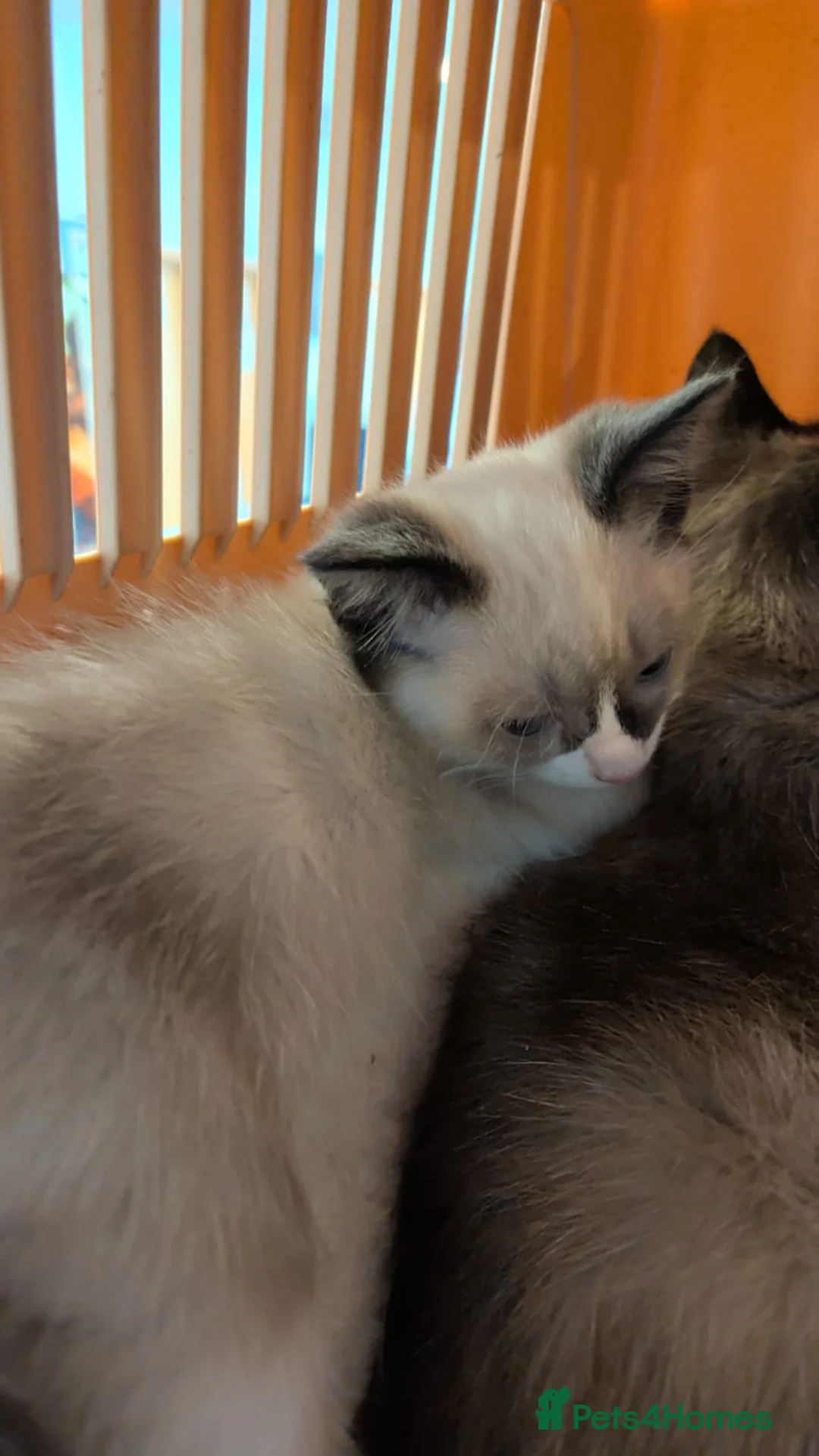 Ragamese cats for sale: Jazmine - Advert 2