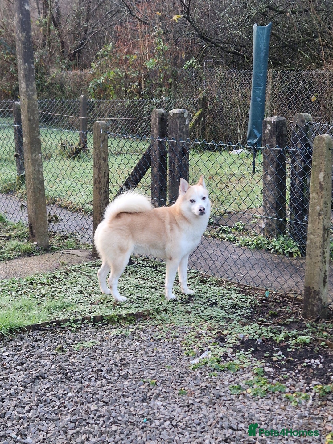 Pomsky dogs for sale: Husky/pomsky  - Advert 2