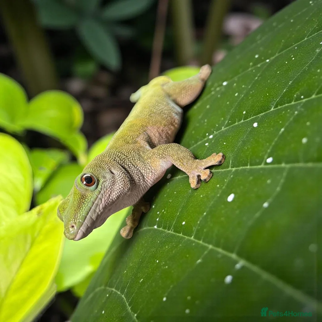 Gecko reptiles for sale: Giant Day Gecko - Advert 1