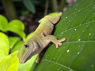 Gecko reptiles Giant Day Gecko - Advert 11