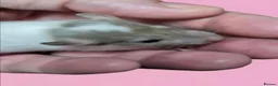 Rat rodents for sale: Fancy rats, fancy mice and harvest mice - Advert 11