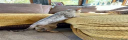 Bengal cats for sale: Beautiful silver neutered female - Advert 3