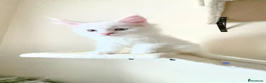 Maine Coon 1