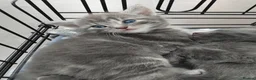 Domestic Shorthair cats for sale: Kittens for sale - Advert 8