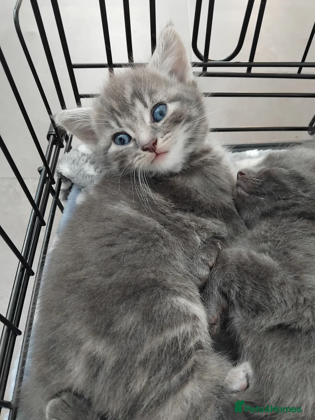 Domestic Shorthair cats for sale: Kittens for sale - Advert 8