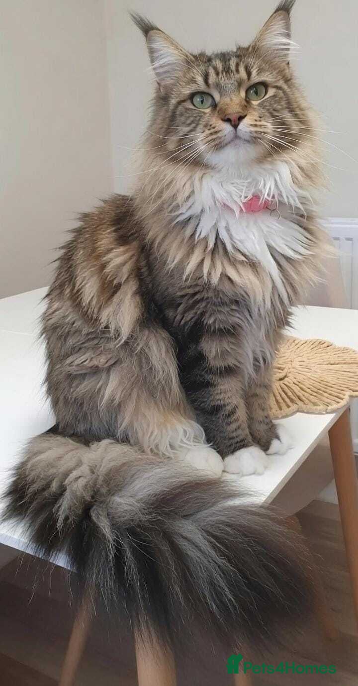Maine Coon cats Beautiful Maine Coon Kittens – Ready at 11 Weeks!  - Advert 1
