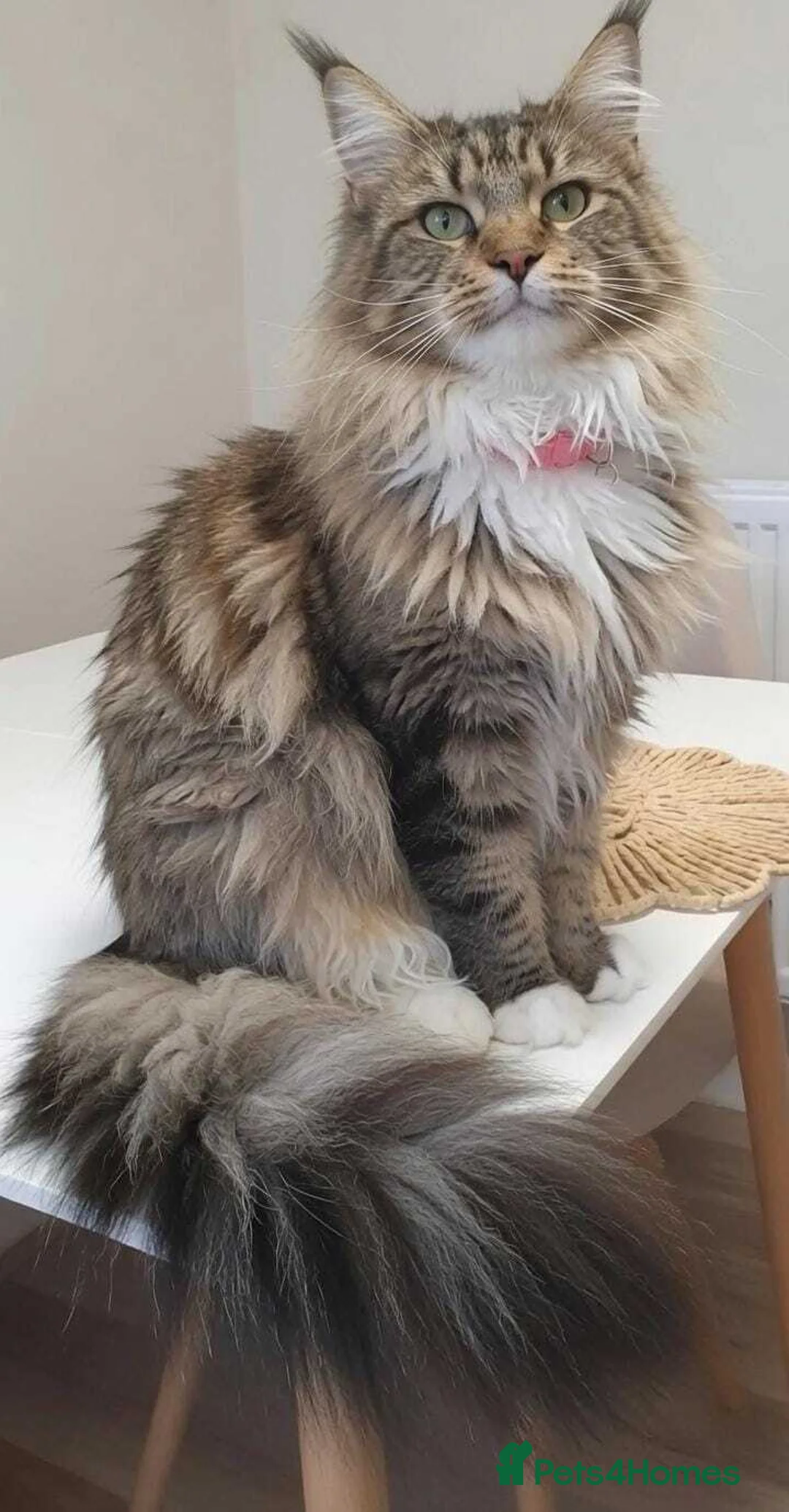 Maine Coon cats for sale: Beautiful Maine Coon Kittens – Ready at 11 Weeks!  in Truro - Advert 1