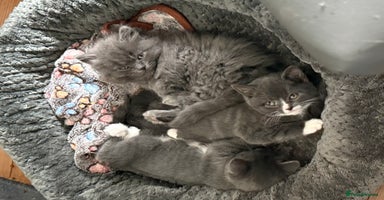 British Shorthair cats - Advert 11