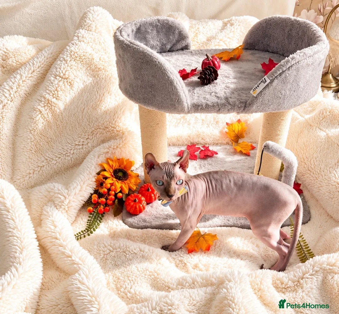 Sphynx cats for sale: Beautiful Male Elf Sphynx Kitten – Marcus - Advert 2