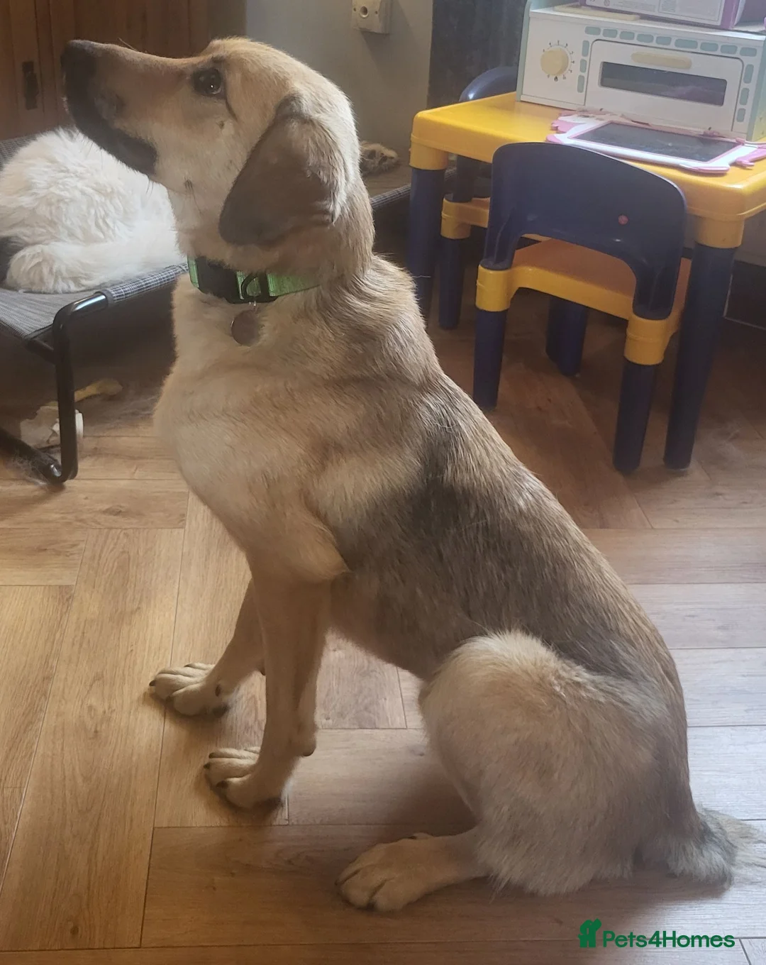 Mixed Breed dogs for adoption: SKY  ( 20 months) - Advert 2