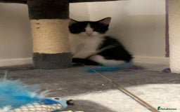 Domestic Shorthair cats for sale: Kittens - Image 6