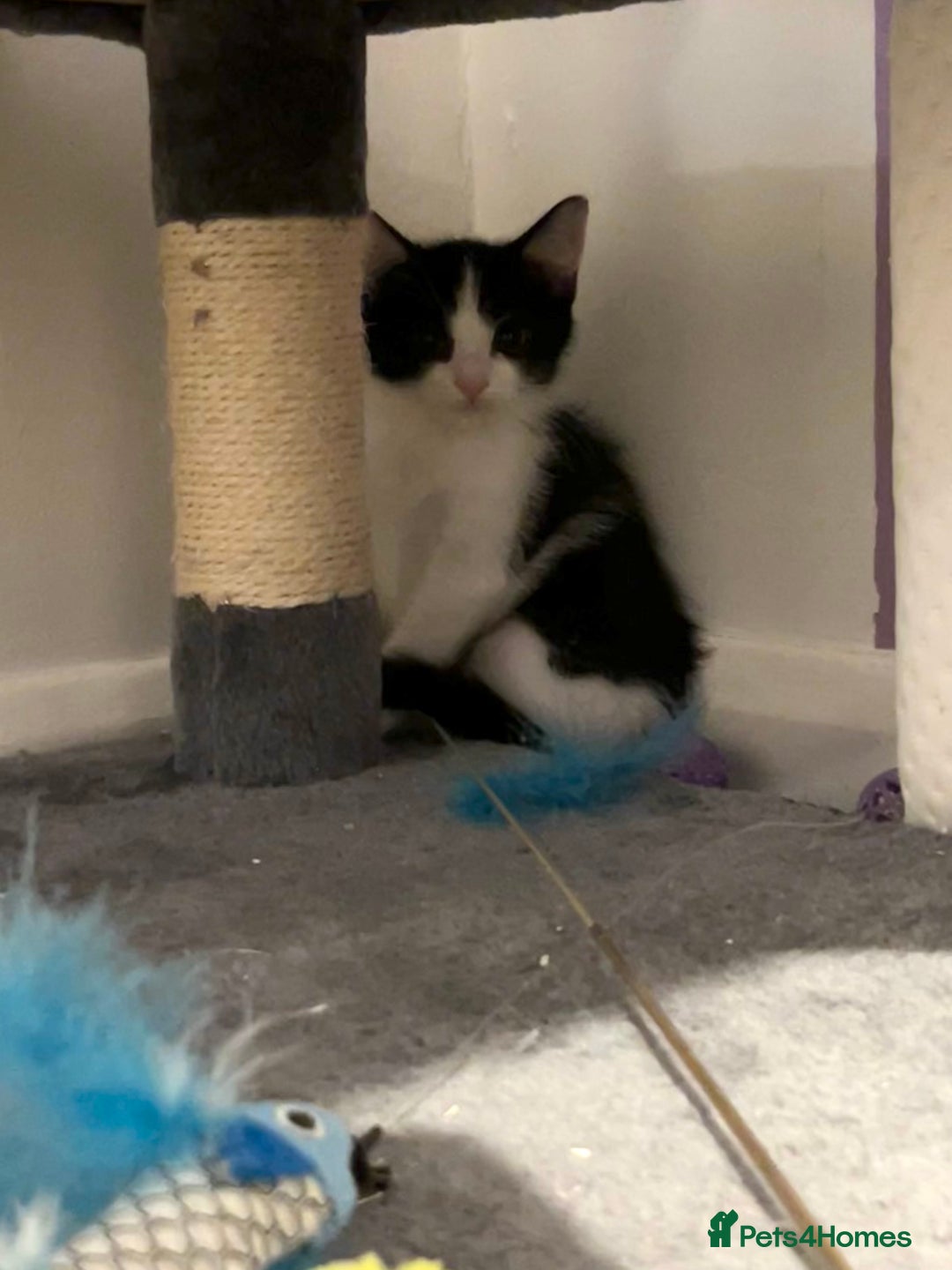 Domestic Shorthair cats for sale: Kittens - Image 6