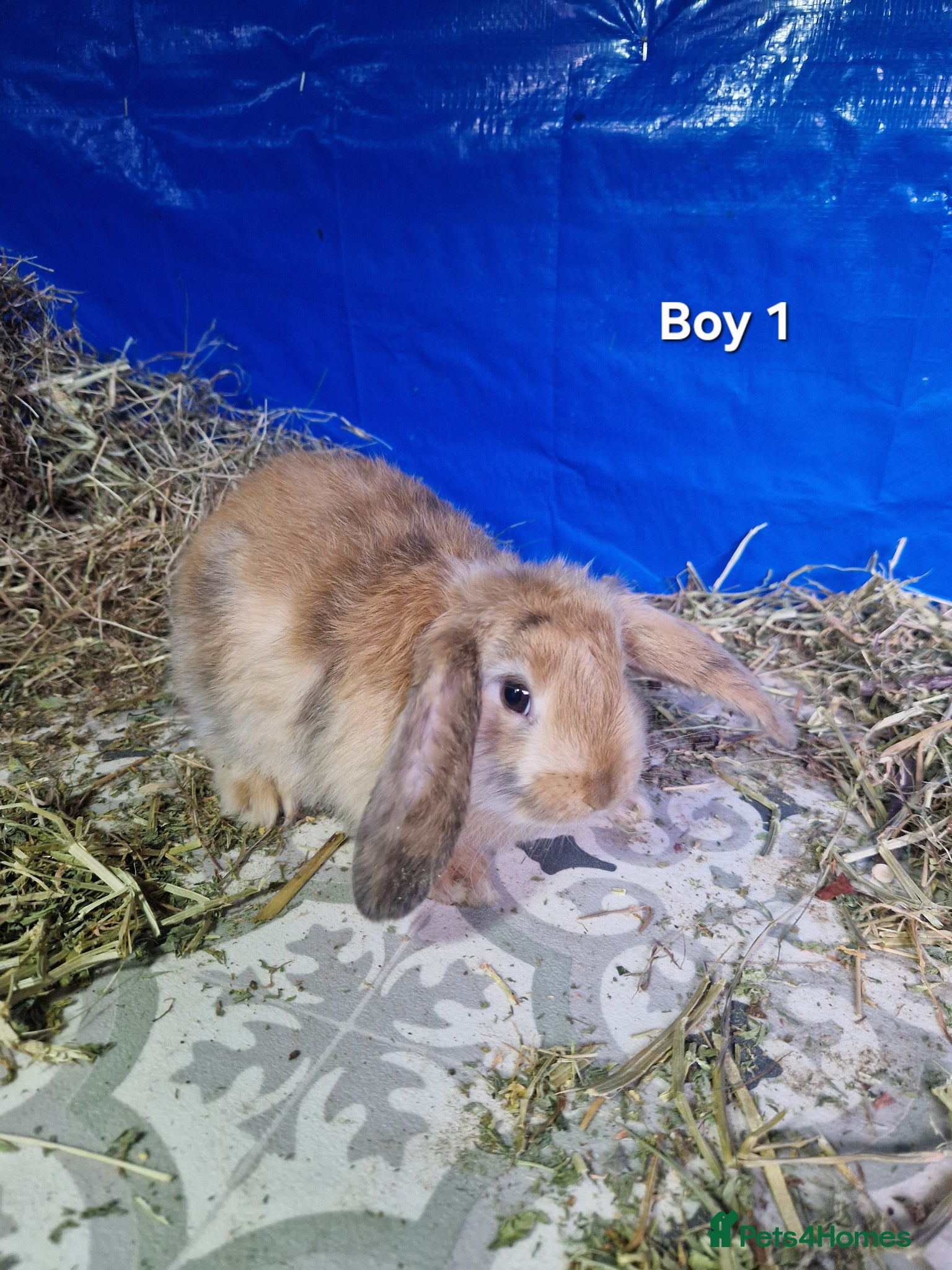 Dwarf Lop rabbits Dwarf Lops  - Advert 2