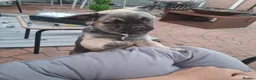 French Bulldog dogs for sale: Exotic coloured visual fluffy frenchies  - Advert 2