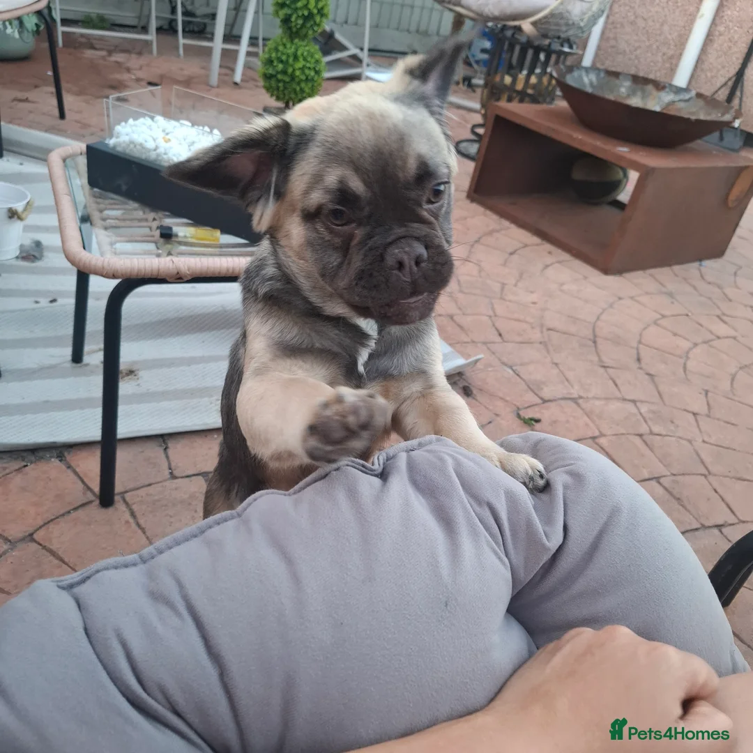 French Bulldog dogs for sale: Exotic coloured visual fluffy frenchies  - Advert 2