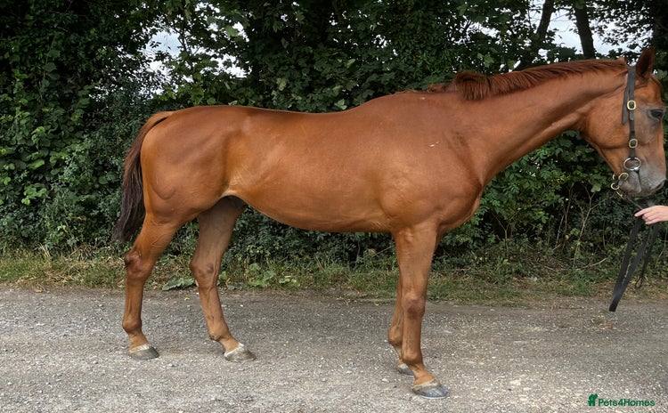 Irish Thoroughbred horses - Advert 1
