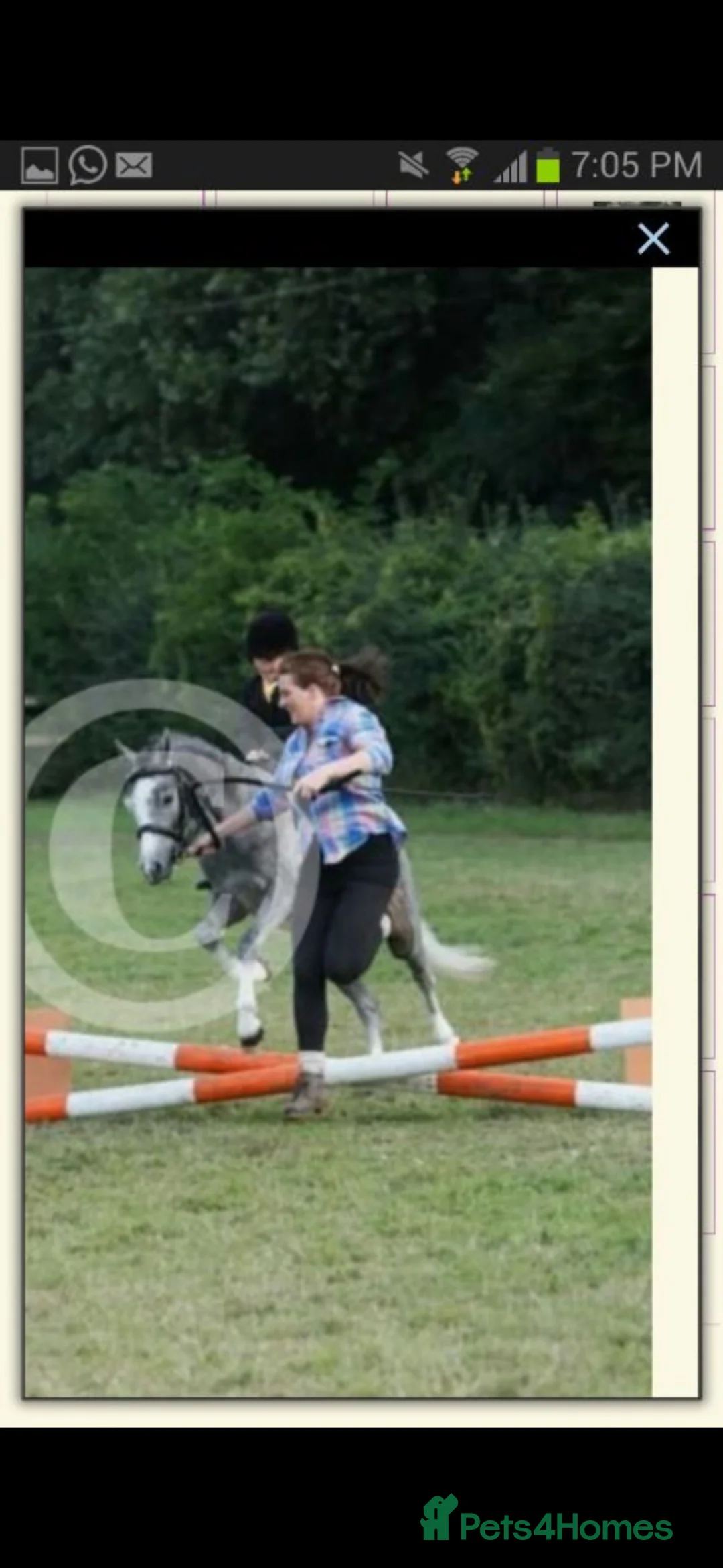 Riding pony horses for sale: introducing Beano  in Dartford - Advert 20