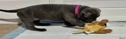 Staffordshire Bull Terrier dogs for sale: Beautiful KC Blue Staffordshire Bull Terrier Pups - Advert 25
