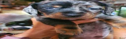 Dachshund dogs for sale: 2 Smooth Haired Dachsunds - Advert 5