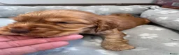 Cocker Spaniel dogs for sale: Cocker spaniel puppies  - Advert 10