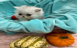 Persian cats for sale: Stunning Long haired chinchilla Persian kittens  - Image 3