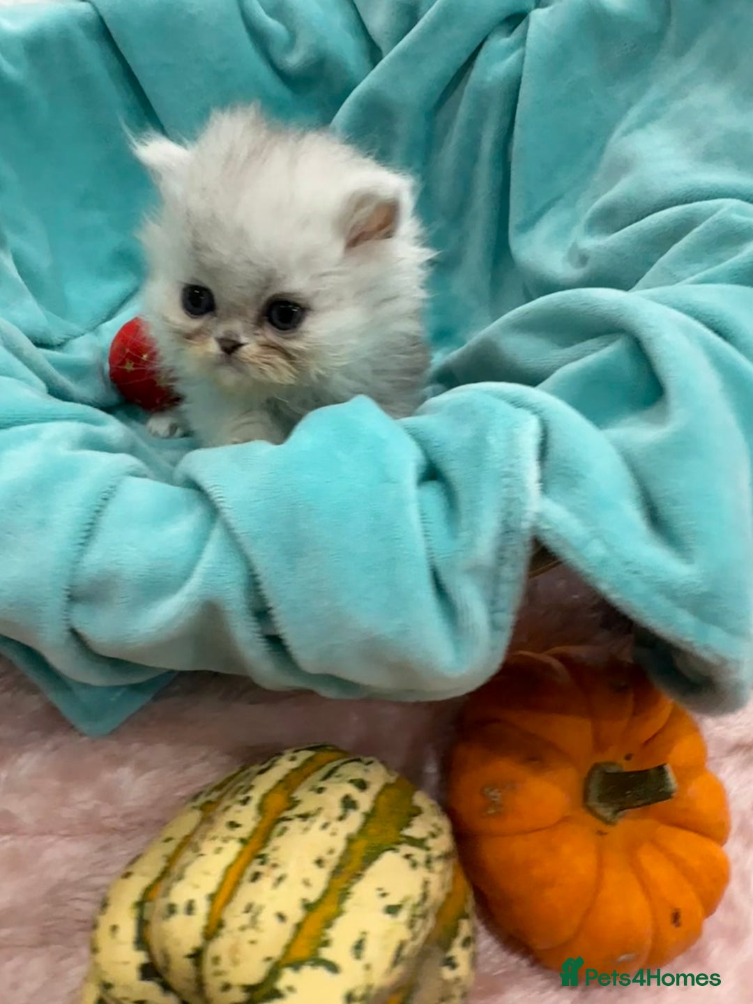 Persian cats for sale: Stunning Long haired chinchilla Persian kittens  - Image 3