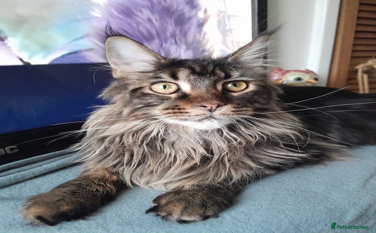 Maine Coon cats brown classic tabby girl TICA maine coon - Advert 7