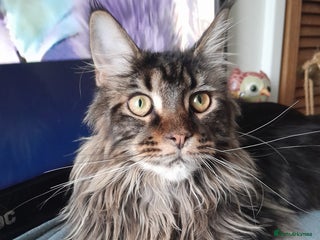 Maine Coon cats brown classic tabby girl TICA maine coon - Advert 4