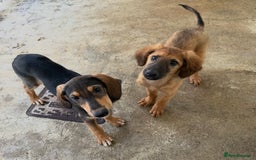 Mixed Breed dogs for adoption: Poppy (Hound/Shepherd mix) - Image 14