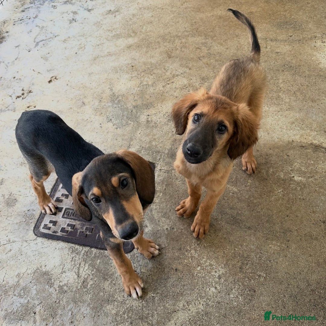 Mixed Breed dogs for adoption: Poppy (Hound/Shepherd mix) - Image 14