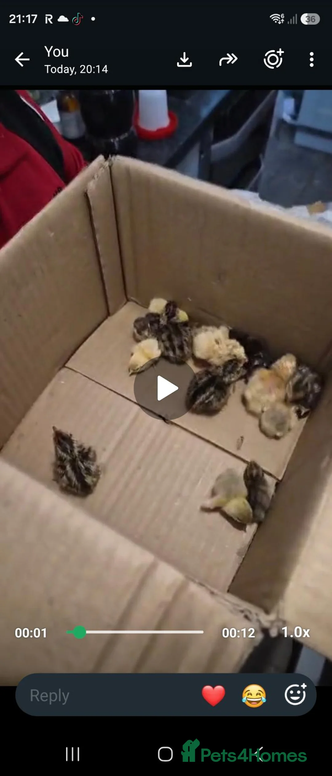 Quail poultry for sale: Button and courtinex chicks available  - Advert 1