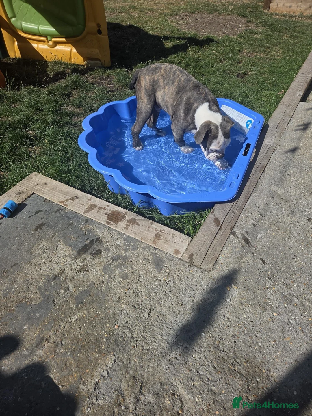 English Bulldog dogs for sale: Male bull dog  - Advert 2