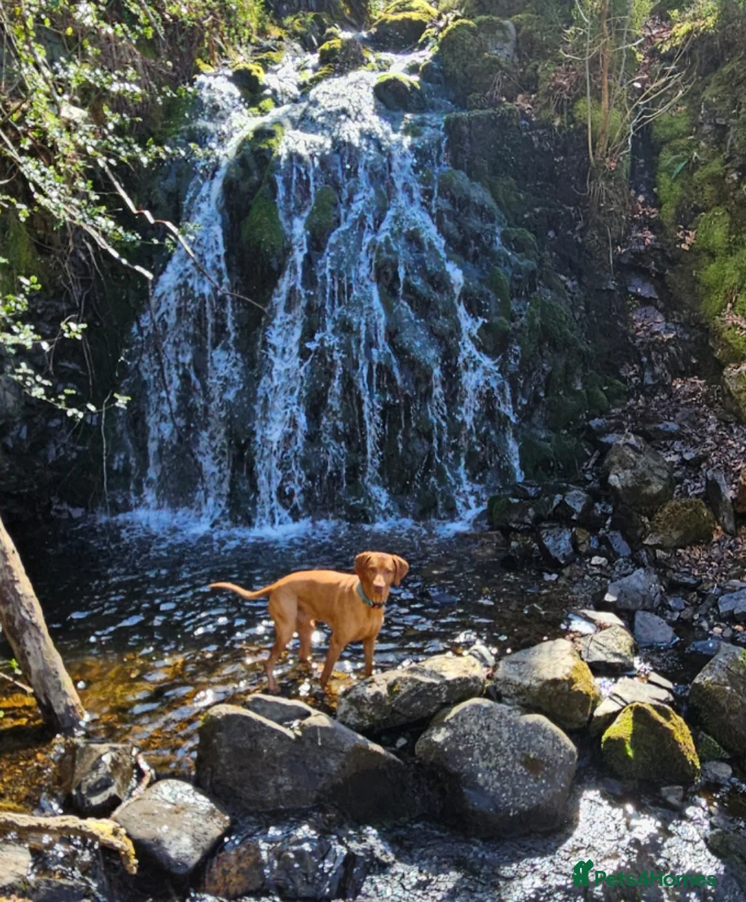 Hungarian Vizsla dogs for stud: Rummy the Vizsla- Available for Stud FREE!! in Middlesbrough - Advert 3