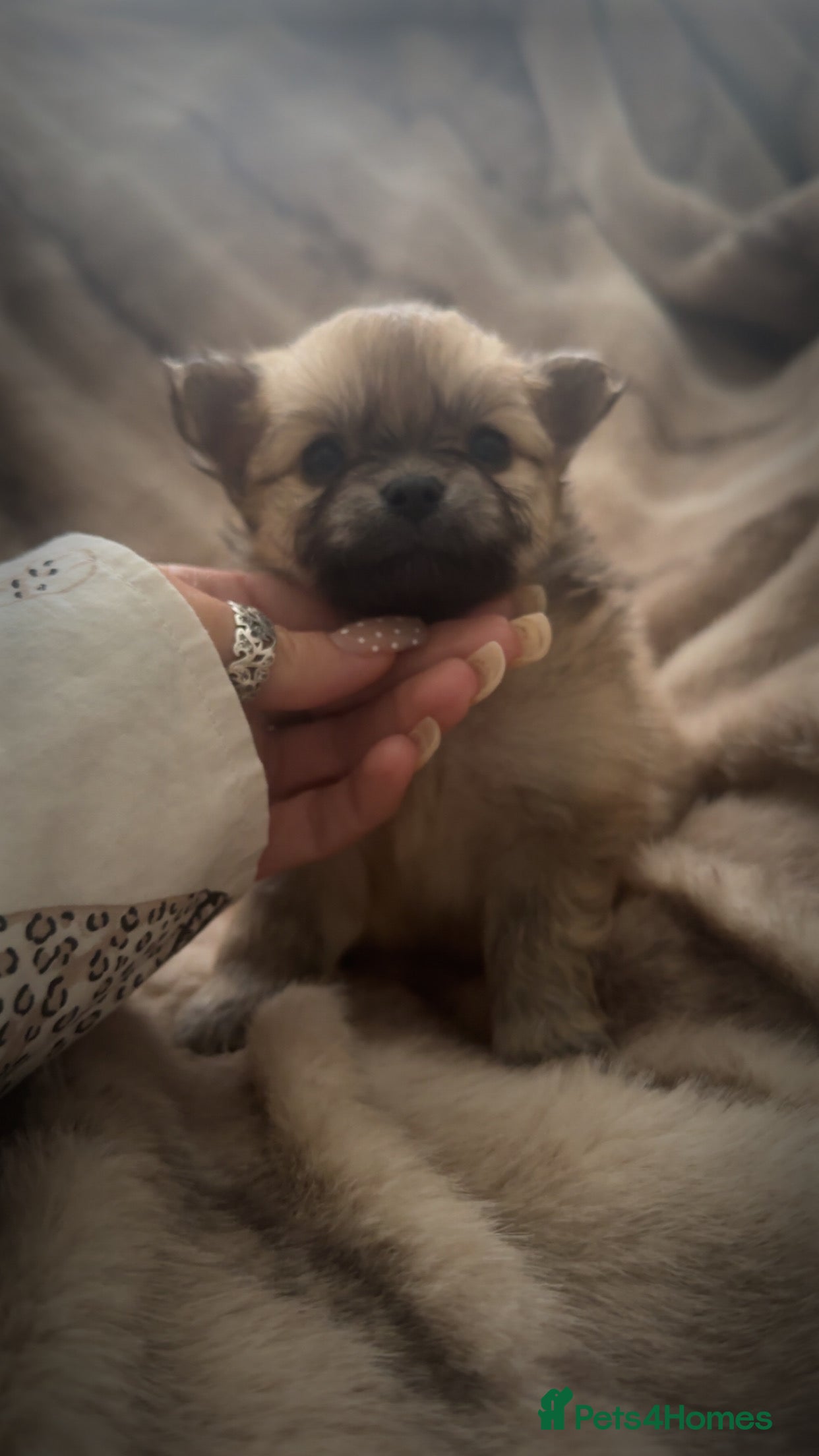 Pomchi dogs for sale: Pomchies  - Advert 2