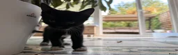 European cats for sale:  4 Lovely kittens  - Advert 5