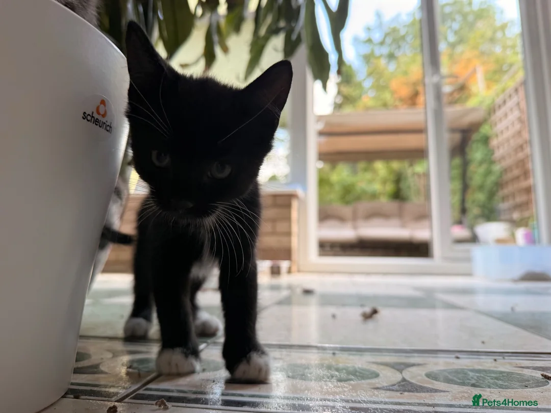 European cats for sale:  4 Lovely kittens  - Advert 5