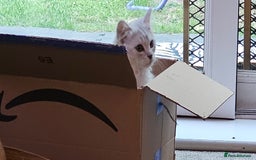 Ragdoll cats for sale: He's a ragdoll mix  - Image 4