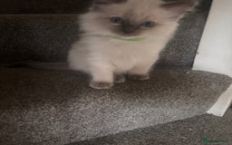 Ragdoll cats for sale: Purebred Ragdoll Kittens  in Melksham - Image 6