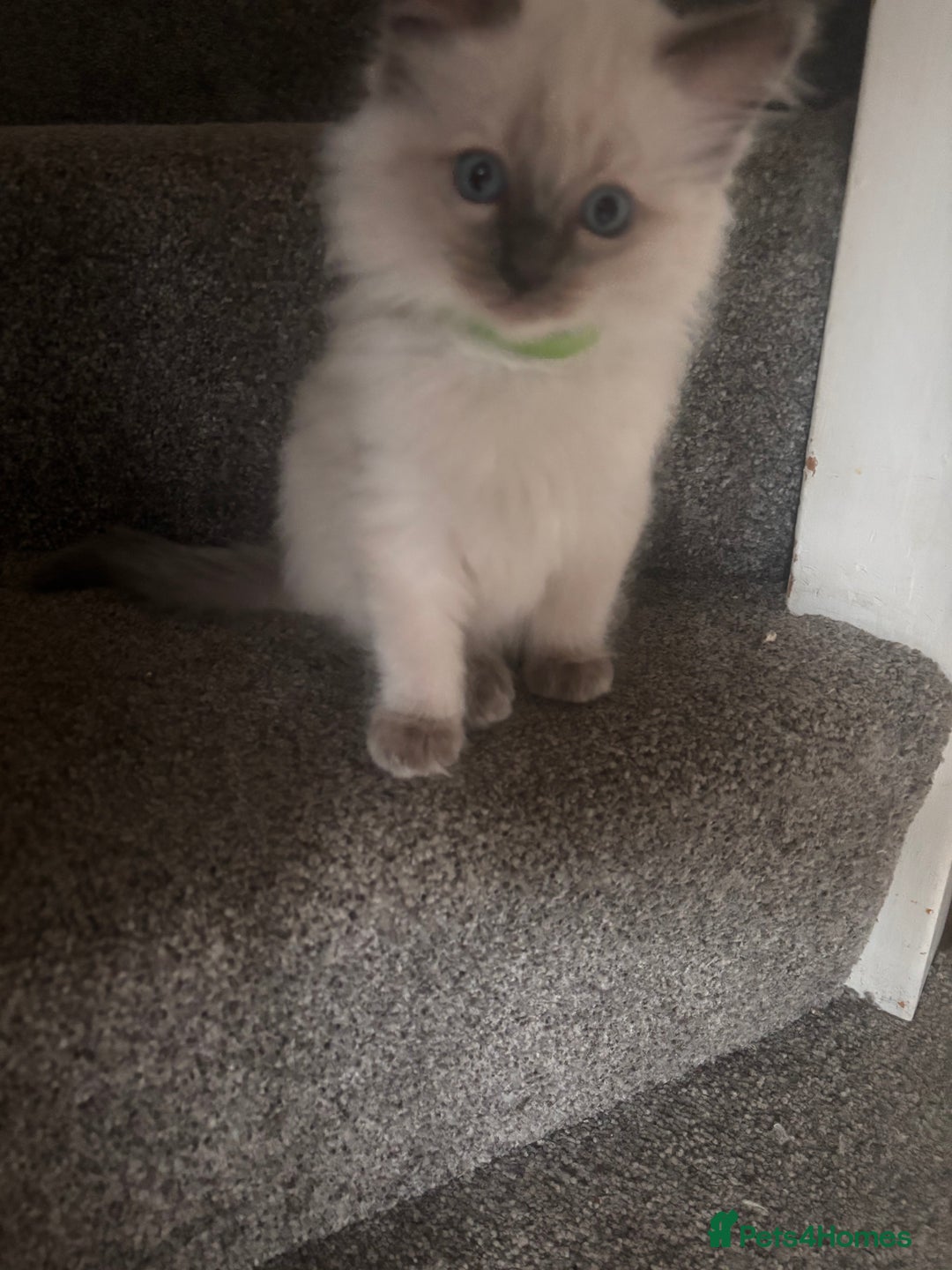 Ragdoll cats for sale: Purebred Ragdoll Kittens  in Melksham - Image 6