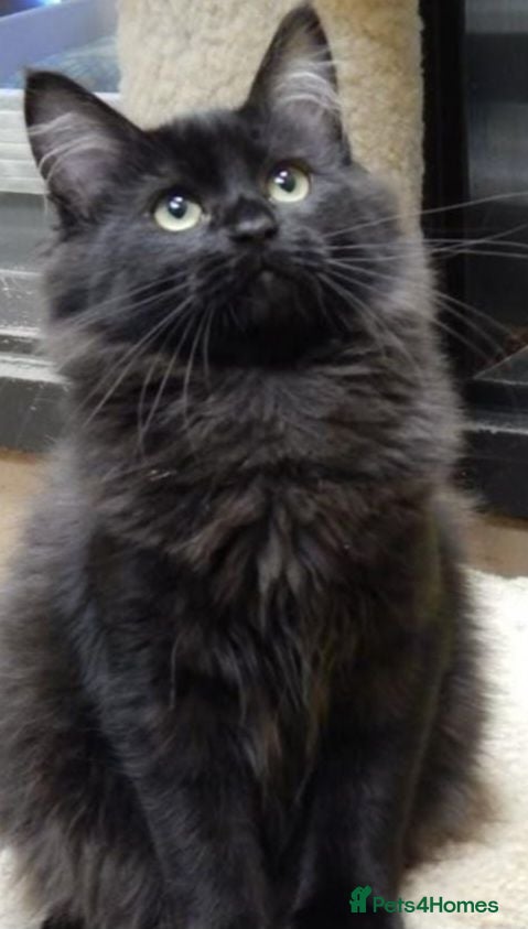 British Longhair cats Lovely pedigree British long hair kitten  - Advert 1