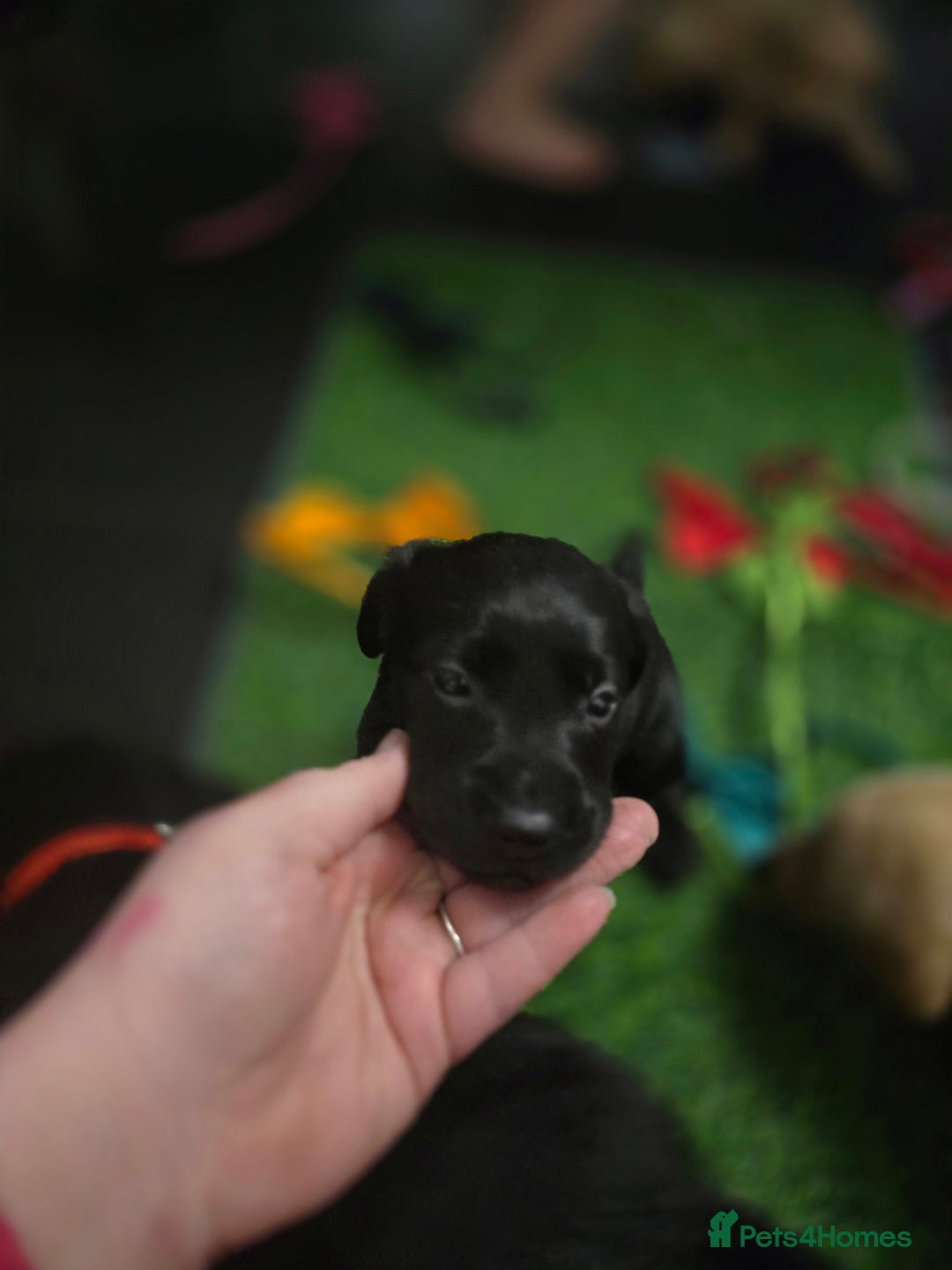 Labrador Retriever dogs for sale: Beautiful labrador retriever puppies  - Advert 10