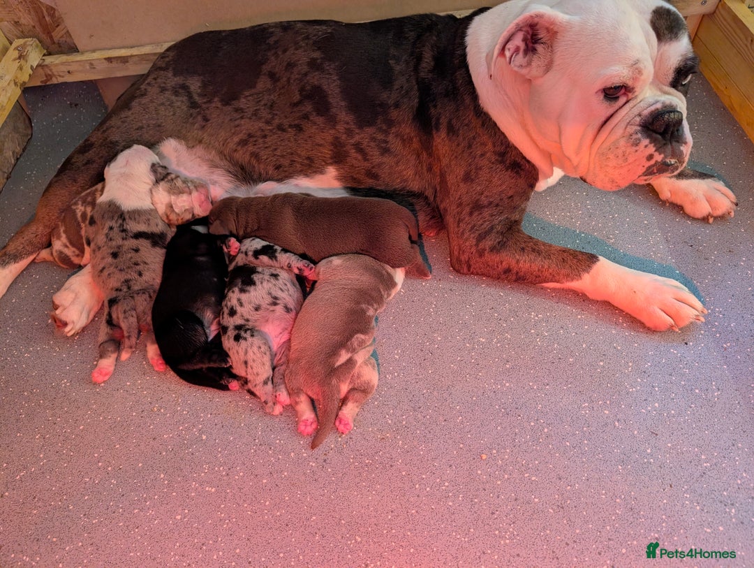 Olde English Bulldogge dogs for sale: Old English bulldogge - Advert 1