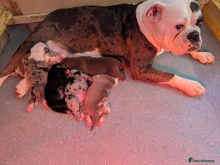 Olde English Bulldogge dogs Old English bulldogge - Advert 1